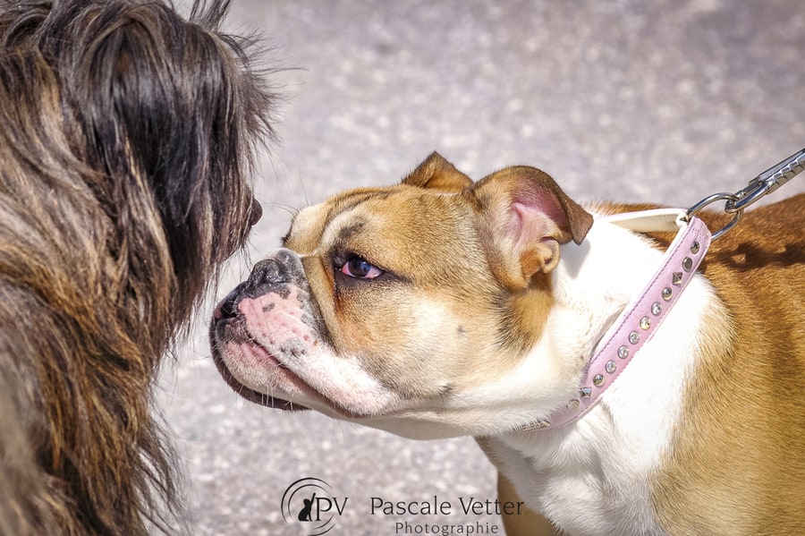 séance chien en laisse