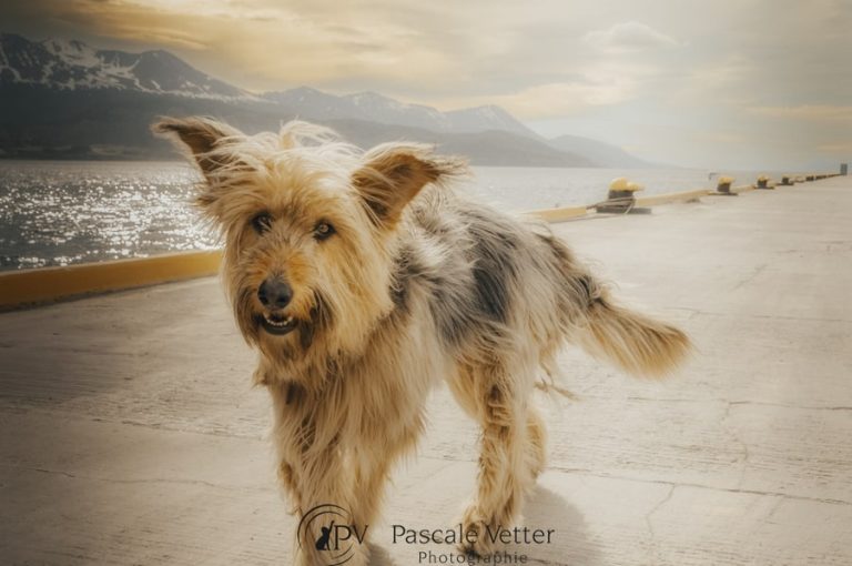 Pascale-Vetter-Photographie-Portraitiste-animalier-chien