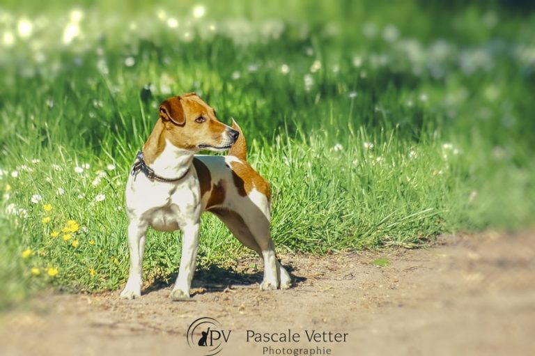 Faut-il préparer son animal avant une séance photo