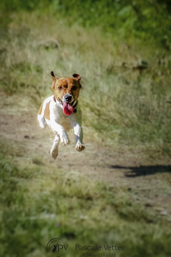 Pascale-Vetter-Photographie-Portraitiste-animalier-chien
