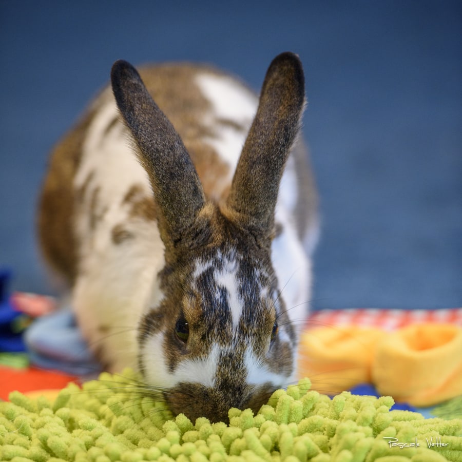séance-photo-lapin-pascale-vetter