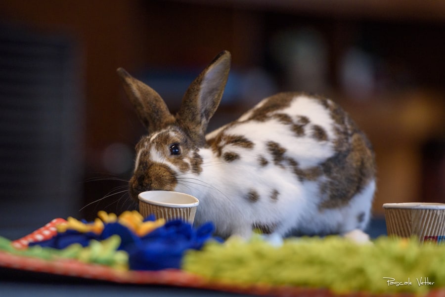 séance-photo-lapin-pascale-vetter