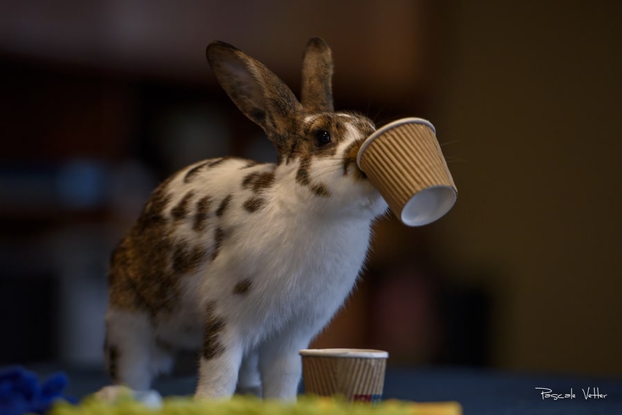 séance-photo-lapin-pascale-vetter