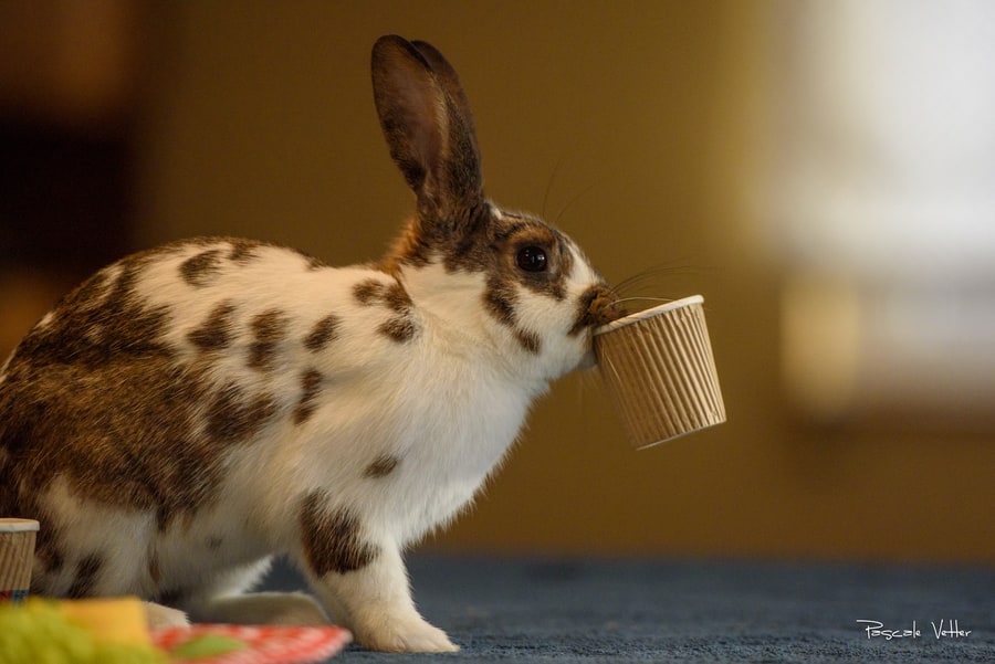 séance-photo-lapin-pascale-vetter
