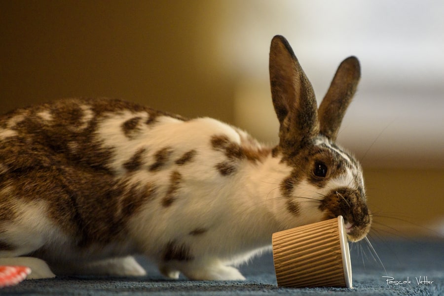 séance-photo-lapin-pascale-vetter