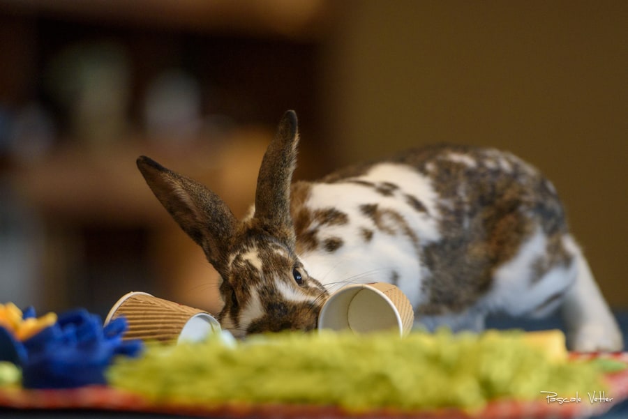séance-photo-lapin-pascale-vetter