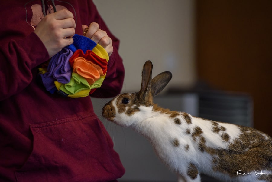 séance-photo-lapin-pascale-vetter