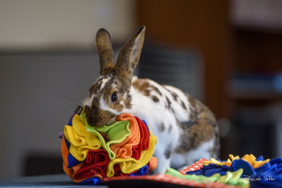 séance-photo-lapin-pascale-vetter