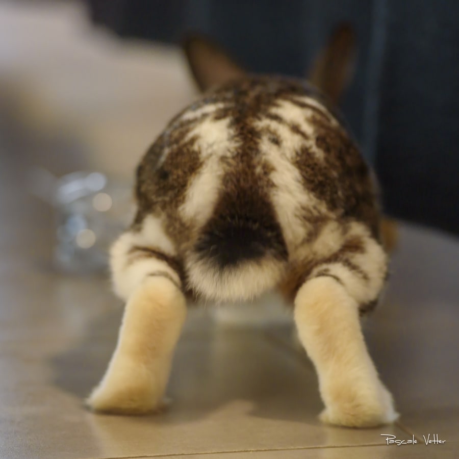 séance-photo-lapin-pascale-vetter