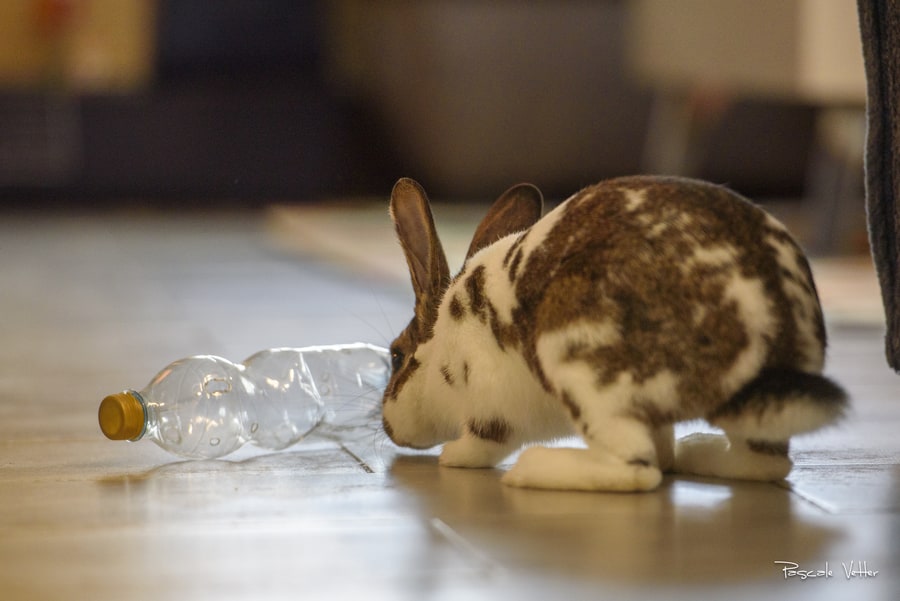 séance-photo-lapin-pascale-vetter