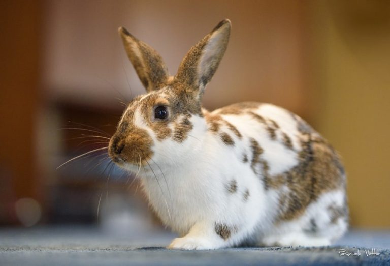 séance photos avec un rongeur