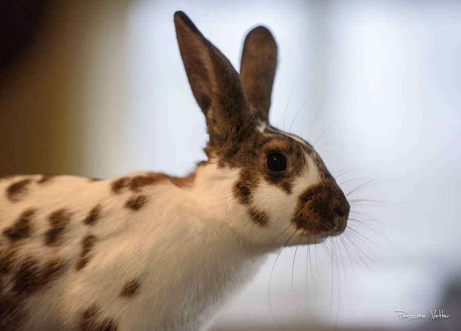 Galerie photos rongeurs