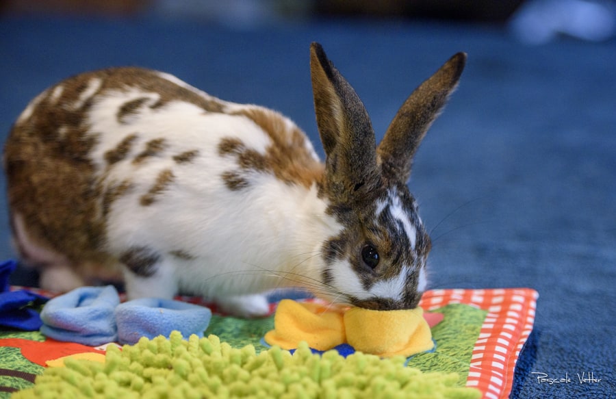 séance-photo-lapin-pascale-vetter
