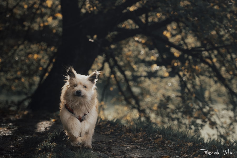 séance chien extérieur