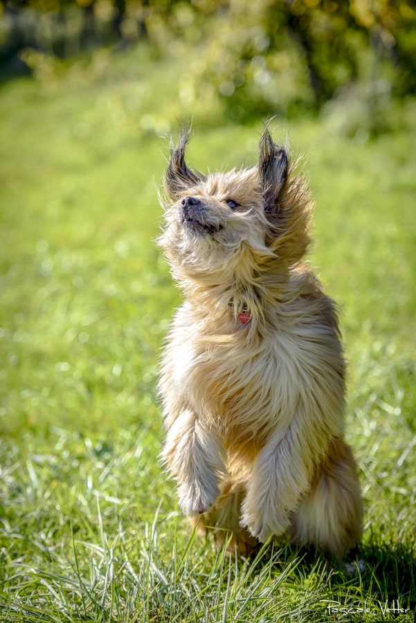 séance chien extérieur