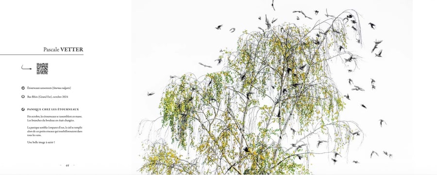 Pascale Vetter - séance-photo-animalier-extérieur-alsace