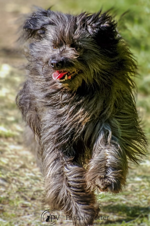 Pascale-Vetter-Photographie-Portraitiste-animalier-chien