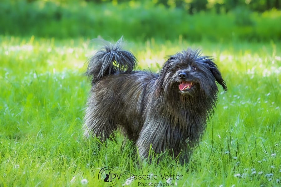 Faut-il préparer son chien avant la séance photo