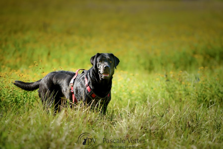 Pascale-Vetter-Photographie-Portraitiste-animalier-chien-labrador