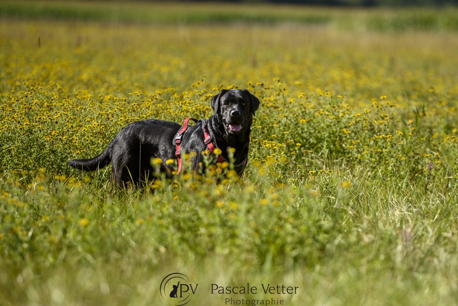 Pascale-Vetter-Photographie-Portraitiste-animalier-chien-labrador