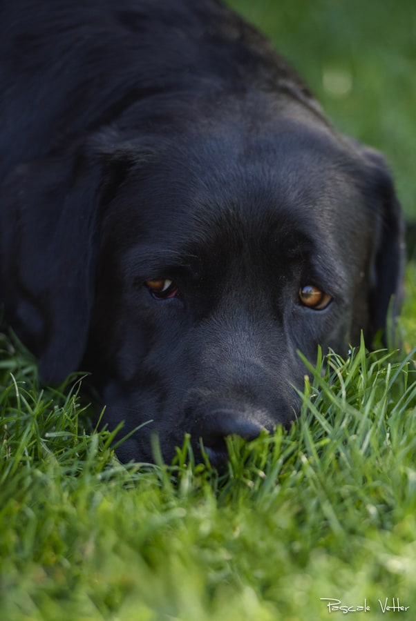 Pascale-Vetter-Photographie-Portraitiste-animalier-chien-labrador