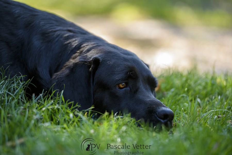 Pascale-Vetter-Photographie-Portraitiste-animalier-chien-labrador