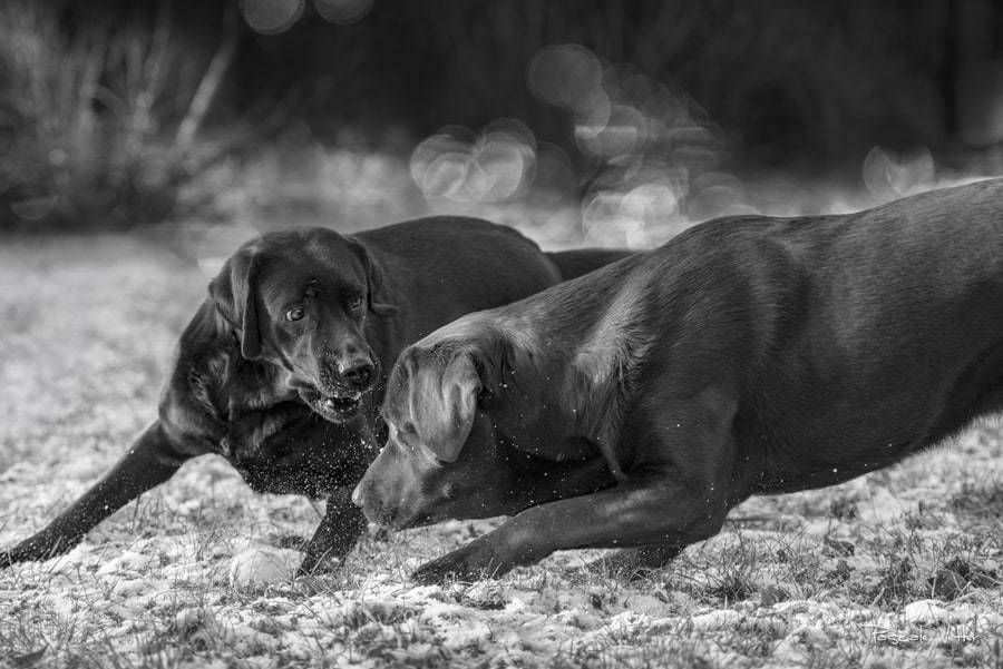Pascale-Vetter-Photographie-Portraitiste-animalier-chien-saverne-labrador