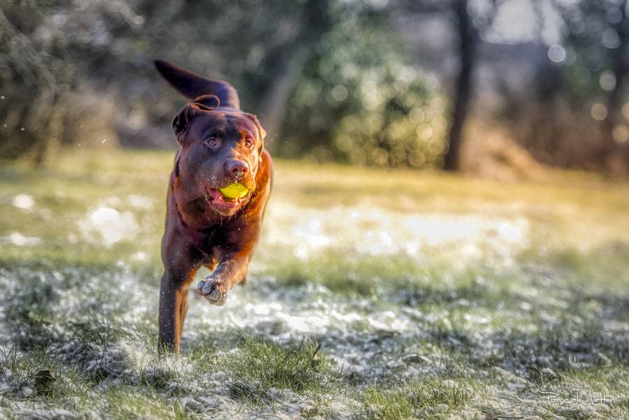 Pascale-Vetter-Photographie-Portraitiste-animalier-chien-saverne-labrador