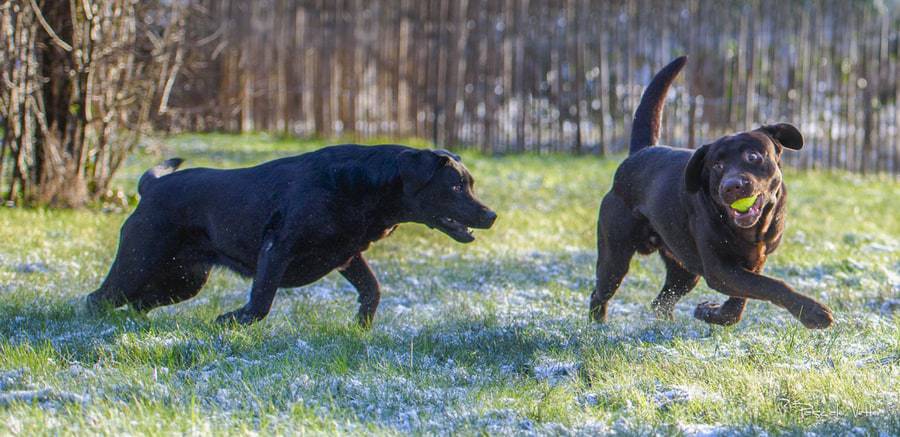 Pascale-Vetter-Photographie-Portraitiste-animalier-chien-saverne-labrador