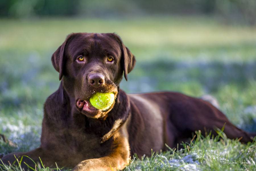 Pascale-Vetter-Photographie-Portraitiste-animalier-chien-saverne-labrador