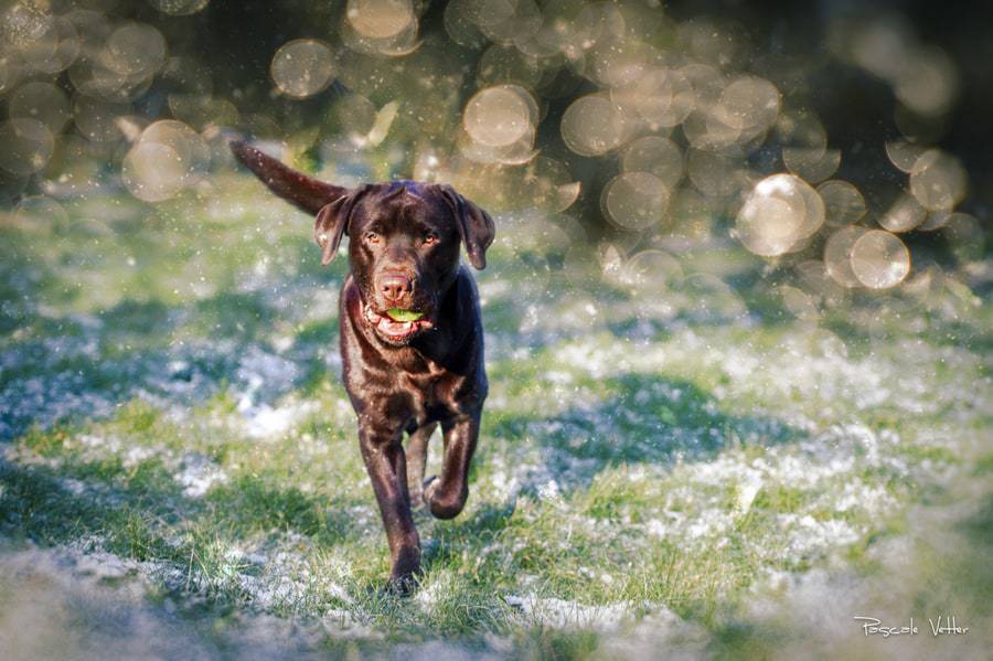 Pascale-Vetter-Photographie-Portraitiste-animalier-chien-saverne-labrador