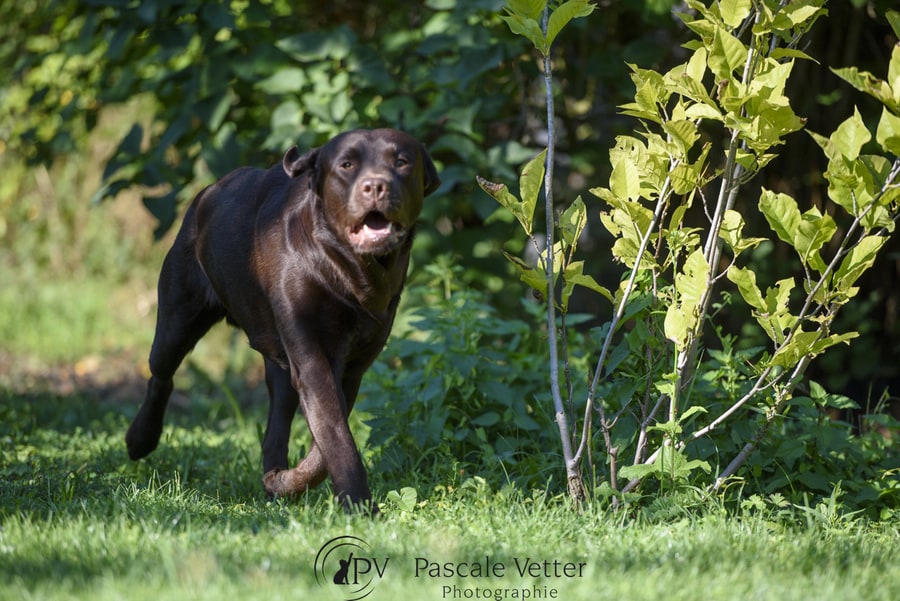 Pascale Vetter - Vasco- labrador chocolat
