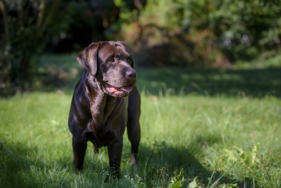 Pascale Vetter - Vasco- labrador chocolat