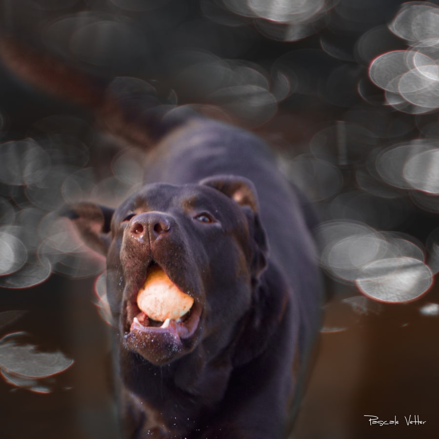 Pascale Vetter - Vasco- labrador chocolat