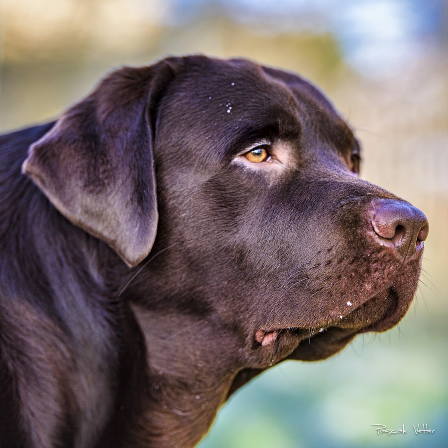 Pascale Vetter - Vasco- labrador chocolat