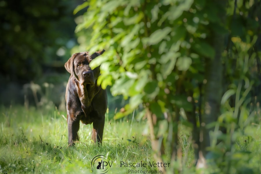 Pascale Vetter - Vasco- labrador chocolat