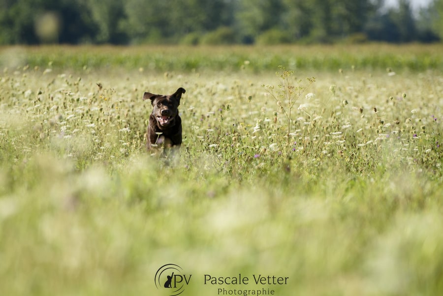 Pascale Vetter - Vasco- labrador chocolat