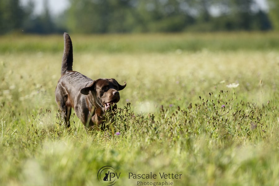 Pascale Vetter - Vasco- labrador chocolat