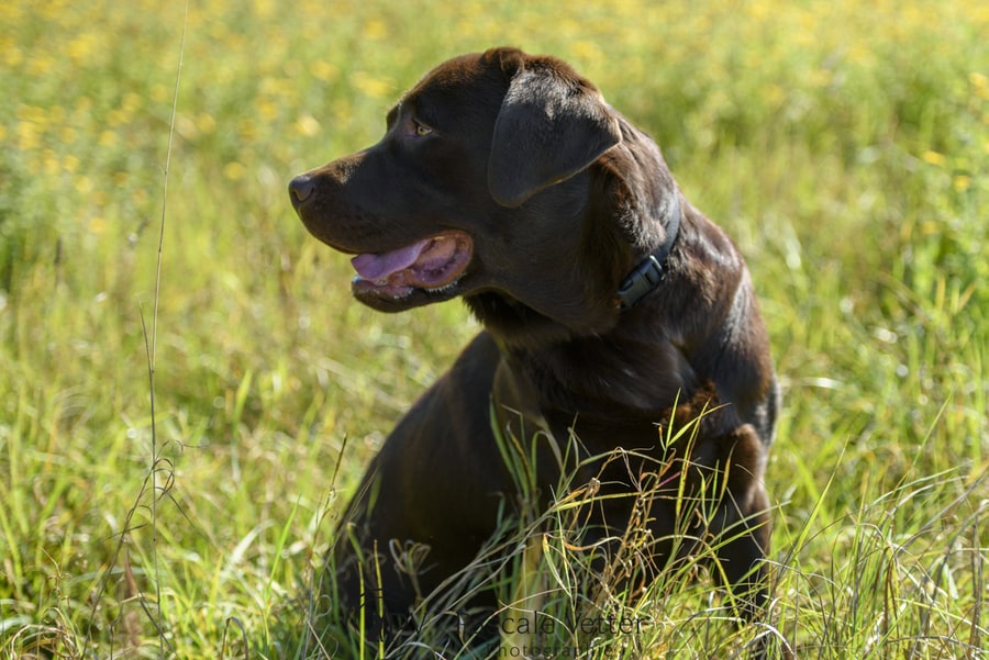 Pascale Vetter - Vasco- labrador chocolat