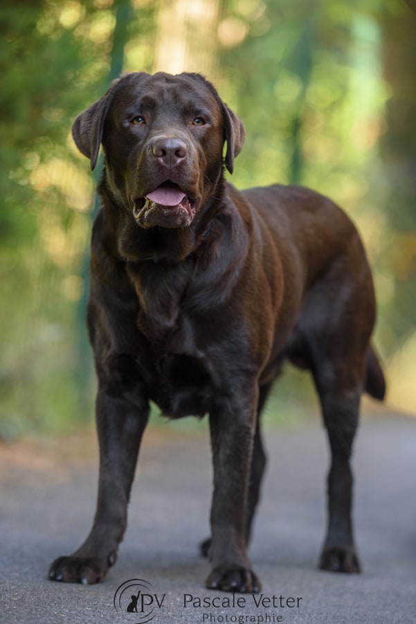 Pascale Vetter - Vasco- labrador chocolat