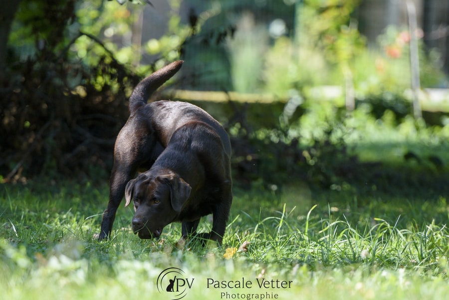 Pascale Vetter - Vasco- labrador chocolat