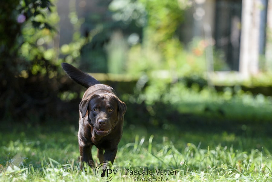 Pascale Vetter - Vasco- labrador chocolat