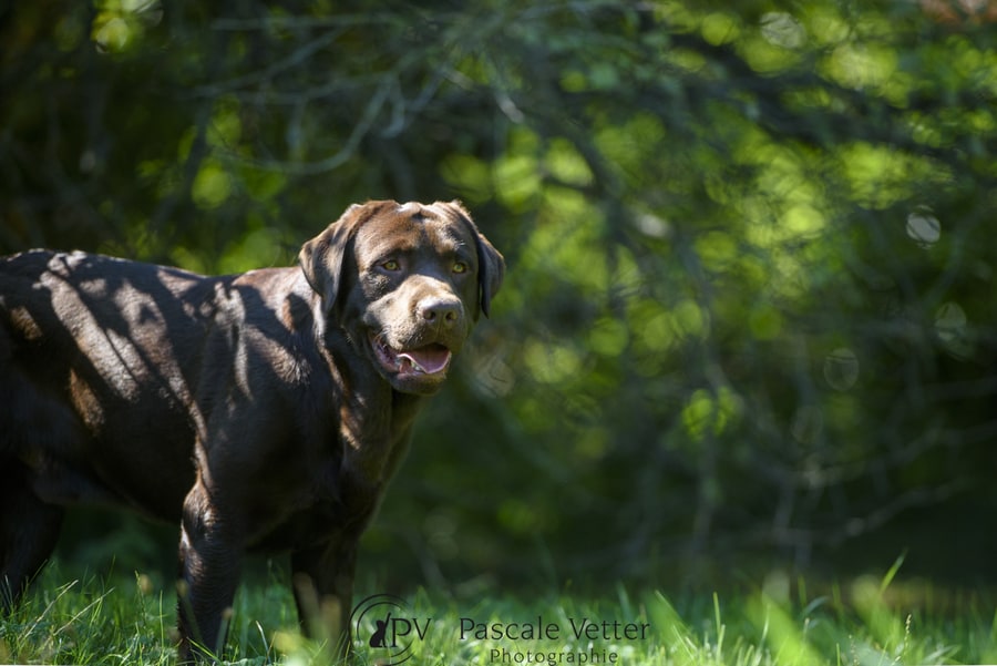 Chien trouvé