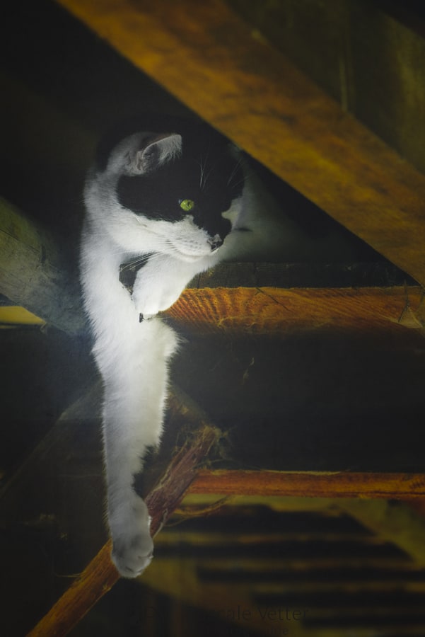 Pascale-Vetter-Photographie-Portraitiste-animalier-séance-chat-Europeen