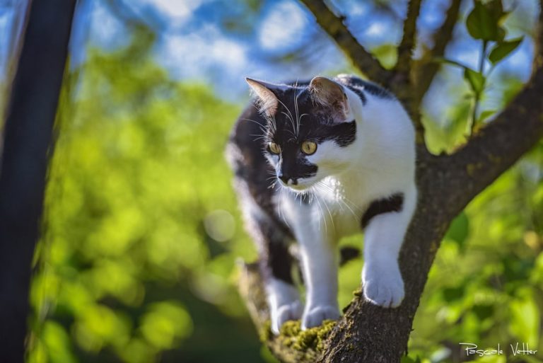 pascale-vetter-séance-chat