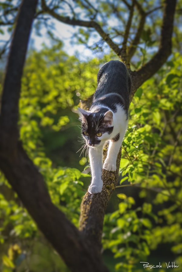Pascale-Vetter-Photographie-Portraitiste-animalier-séance-chat-Europeen