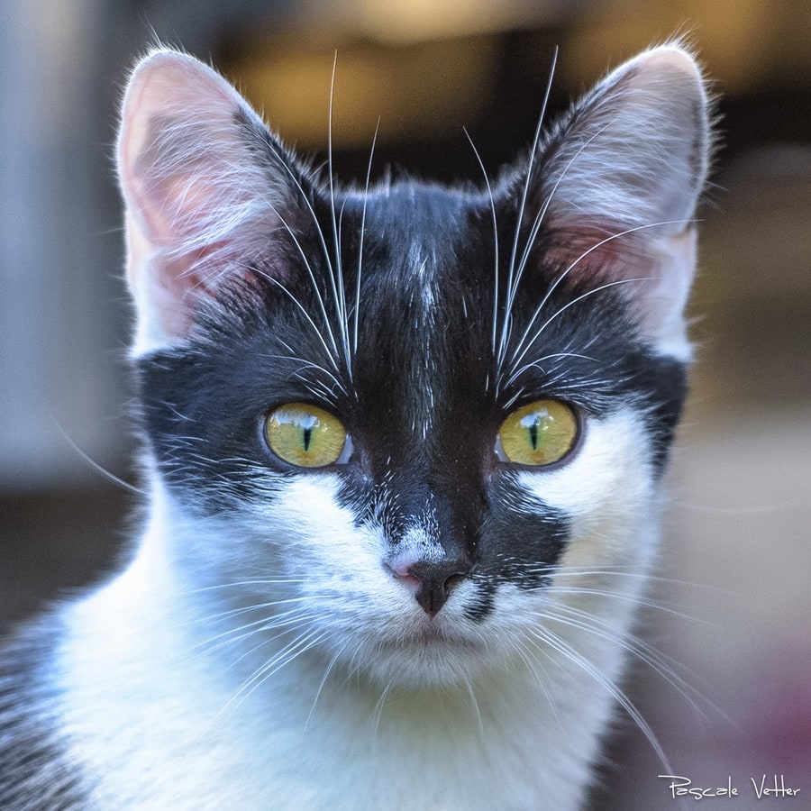 Pascale-Vetter-Photographie-Portraitiste-animalier-séance-chat-Europeen
