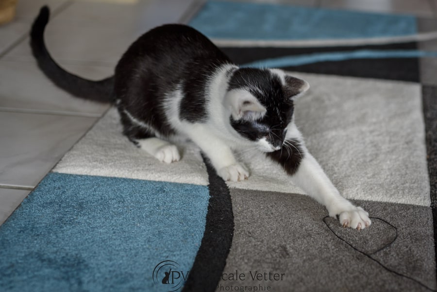 Pascale-Vetter-Photographie-Portraitiste-animalier-séance-chat-Europeen