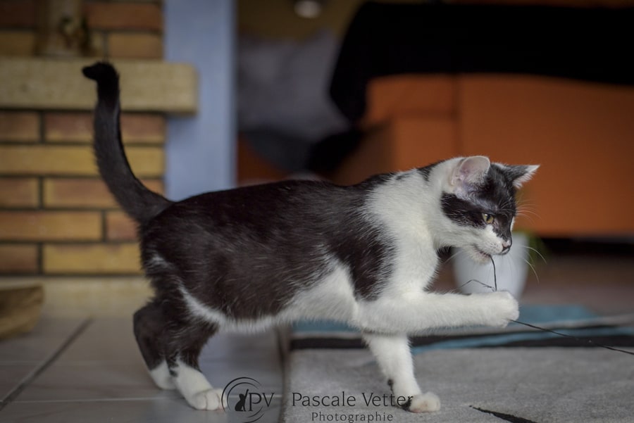 Pascale-Vetter-Photographie-Portraitiste-animalier-séance-chat-Europeen