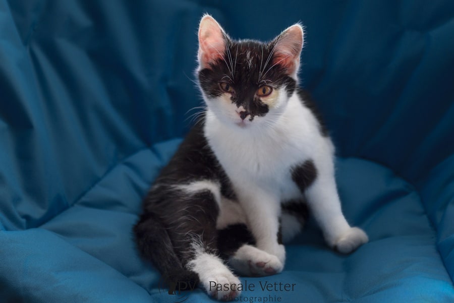 Pascale-Vetter-Photographie-Portraitiste-animalier-séance-chat-Europeen